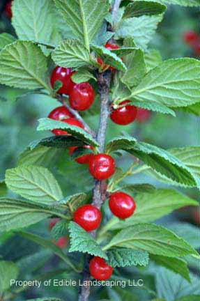 Cherry Red Nanking Fruit on Plant
